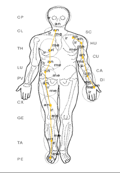 Ciało człowieka opisane wg koncepcji Stecco