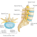 KRĄŻEK MIĘDZYKRĘGOWY (łac. discus intervertebralis)- co warto wiedzieć?